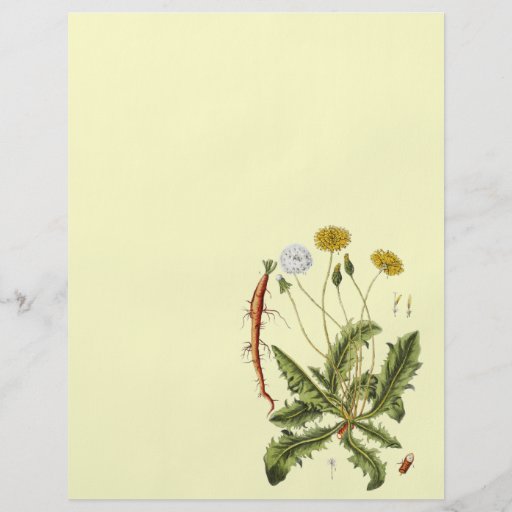 Vintage Dandelion Illustration Flyer Design