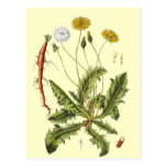 Vintage Dandelion Illustration Post Cards
