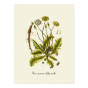 Vintage Dandelion Illustration posters