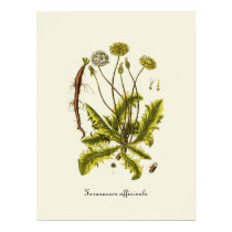Vintage Dandelion Illustration posters