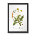 Vintage Dandelion Illustration posters by samack Vintage Dandelion Illustration posters