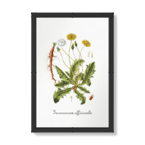 Vintage Dandelion Illustration posters