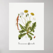 Vintage Dandelion Illustration Print