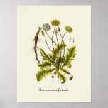 Vintage Dandelion Illustration Posters