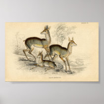 Vintage Deer Family Poster