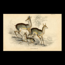 Vintage Deer Family Poster posters