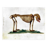 Vintage Dog Skeleton Postcard