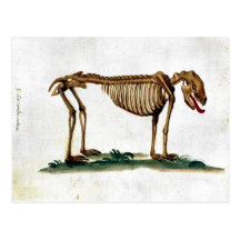 Vintage Dog Skeleton Postcard