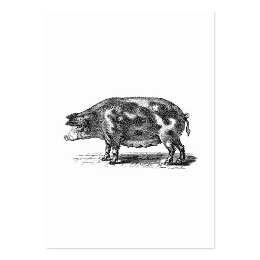 Vintage Domestic Hog Illustration - 1800's Pig Business Card