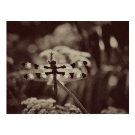 Vintage Dragonfly Postcards