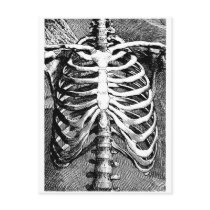Vintage drawing of a ribcage post card
