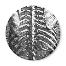 Vintage drawing of a spine and ribcage fridge magnet