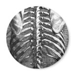 Vintage drawing of a spine and ribcage magnets