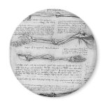 Vintage drawing of arm structure magnets