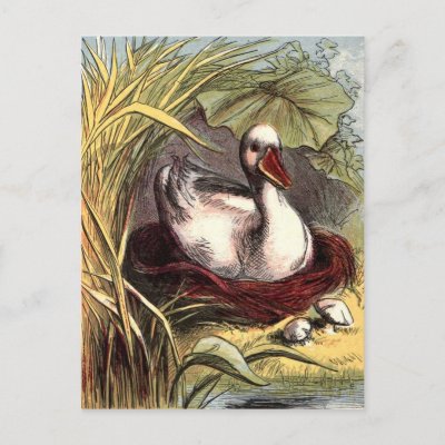 Vintage Postcards on Vintage Duck Postcards From Zazzle Com