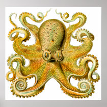 Vintage Ernst Haeckel Octopus in Yellow Print