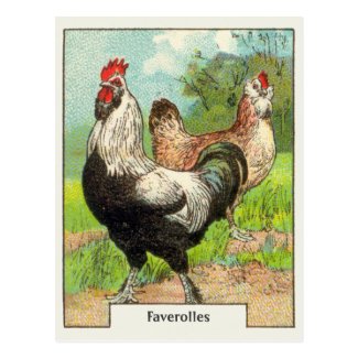 Vintage Faverolles Chicken Postcard