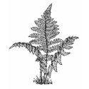 Vintage Fern Illustration t-shirts