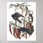 Audubon's Fish Crow Poster Print