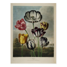 Vintage Floral Tulip Painting Postcard