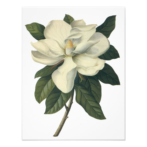 Vintage Flowers, Blooming White Magnolia Blossom Personalized Invitations
