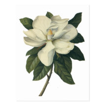 Vintage Flowers, Blooming White Magnolia Blossom Post Cards
