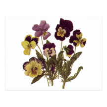 Vintage Flowers, Floral Garden Pansies in Bloom Postcards