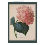 Vintage Flowers, Pink Hydrangea Hortensia Garden Cards