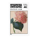 Vintage Flowers, Pink Hydrangea Hortensia Garden Postage Stamp
