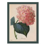 Vintage Flowers, Pink Hydrangea Hortensia Garden Postcard