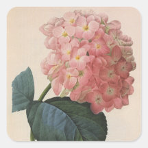 Vintage Flowers, Pink Hydrangea Hortensia Garden Square Sticker