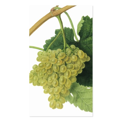 Vintage Food Fruit, White Wine Grapes on the Vine Business Cards (back side)