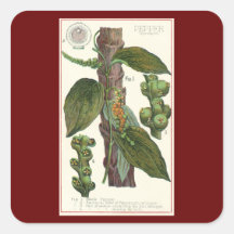 Vintage Food Herbs Spices, Black Pepper Plant Square Stickers