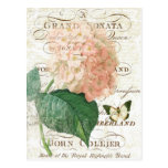 Vintage French Botanical hydrangea postcard postcards