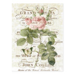 Vintage French Botanical rose postcard postcards