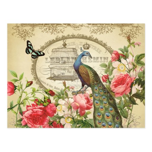 vintage french shabby chic peacock postcard zazzle vintage french shabby chic peacock postcard zazzle