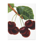 Vintage Fruit; Cherries on a Branch Post Card