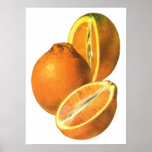 Vintage Fruit; Oranges Print