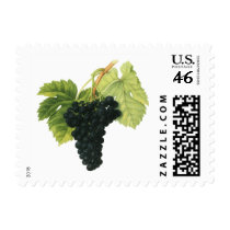 Vintage Fruit; Red Wine Grapes Stamp