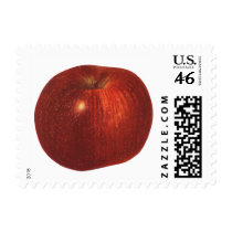 Vintage Fruit; Ripe Red Delicious Apple Stamps
