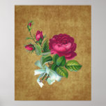 Vintage Fuchsia Rose Poster