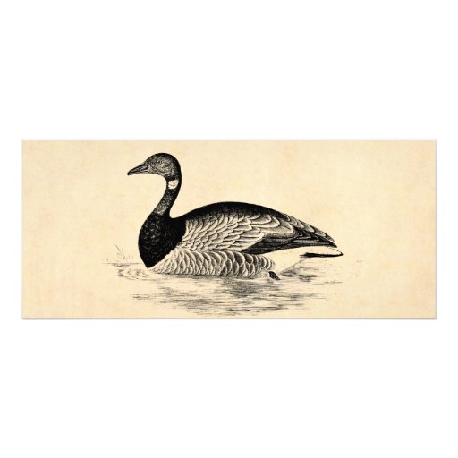 Vintage Goose Illustration - 1800's Geese Template Personalized Announcement