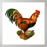 Vintage Green Tail Feathers Rooster Cockerel Print