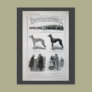 Vintage Greyhound News Clipping