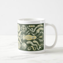 Vintage Haeckel Mugs