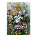 Vintage Haekel Botanical Poster posters