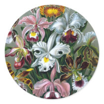 Vintage Haekel Botanical Sticker