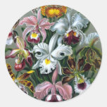Vintage Haekel Botanical Sticker