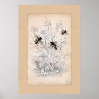 Vintage Honey Bee Art Print