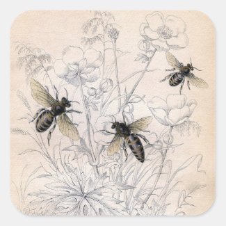 Vintage Honey Bee Art Print Stickers